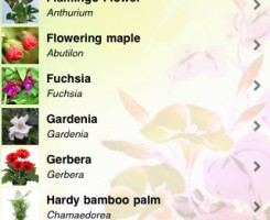 uFlowers catalogue